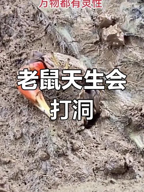 周公解梦梦见老鼠打洞_2