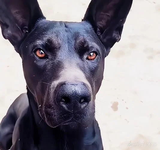 孕妇梦见自家黑狗-孕妇梦黑狗