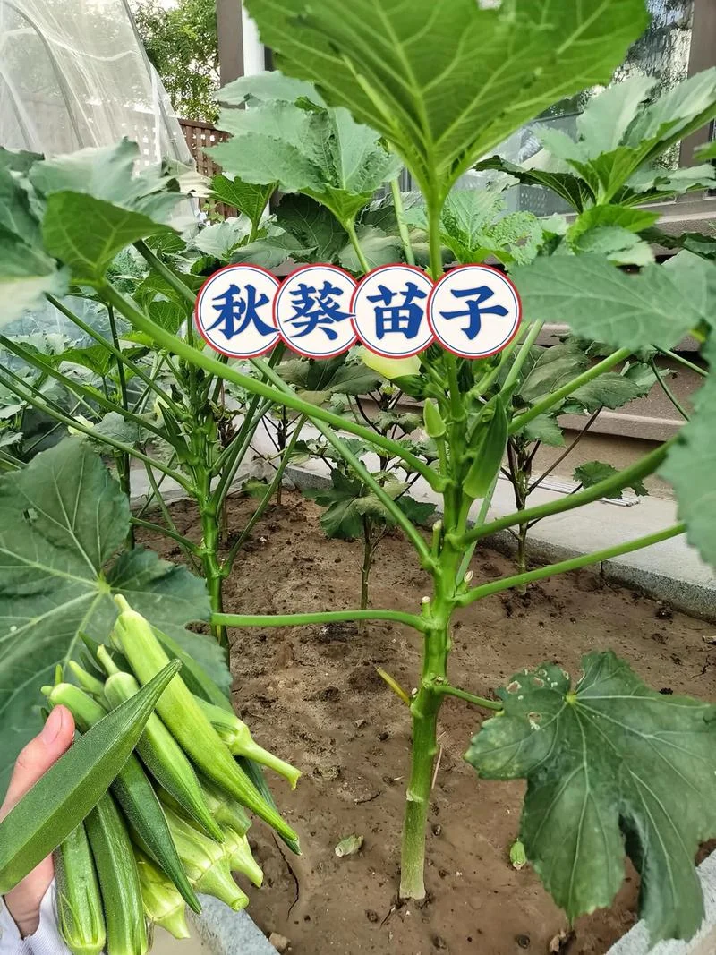黄秋葵一亩可种多少棵-一亩黄秋葵种多少棵