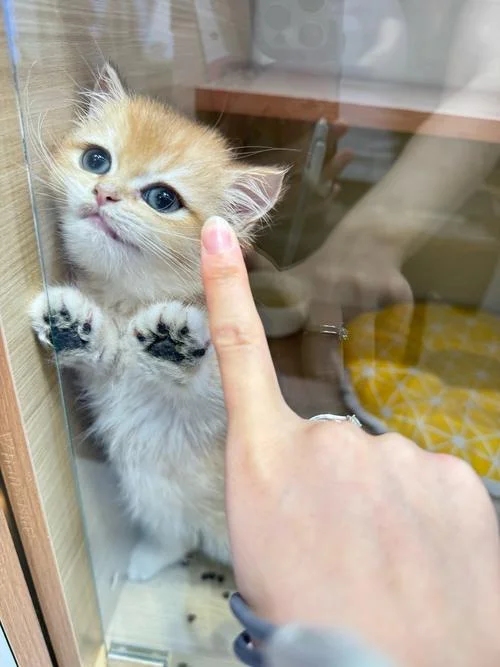 女人梦见找猫好不好_2