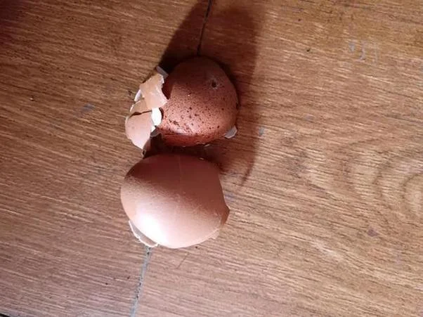 梦见鸡蛋什么意思_2