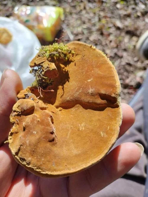 桑黄种植亩成本多少_1