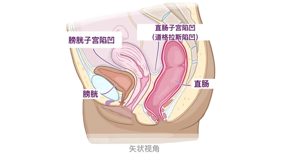 女人繁殖器官叫什么_2