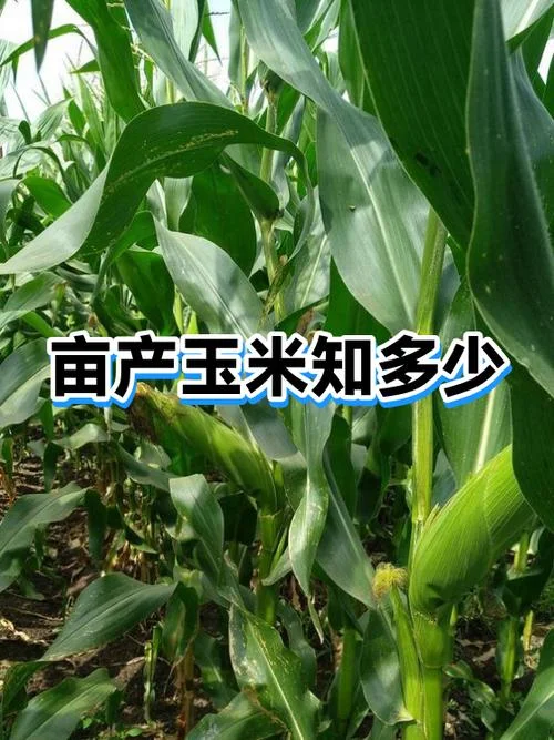 一亩地能种多少棵玉米_2
