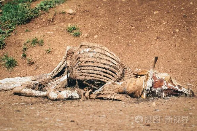 梦见牛死得很惨_2