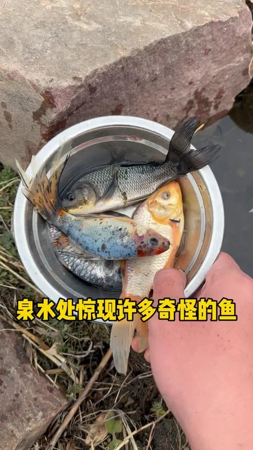 梦见奇怪的鱼咬我_1