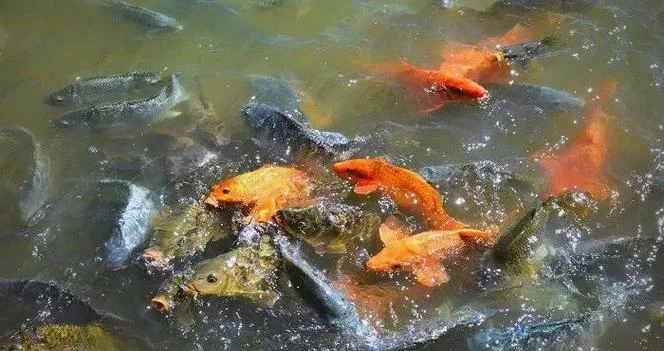梦见自己捞鱼掉水里_2
