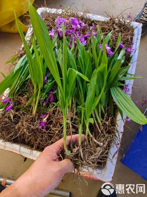 白芨苗一亩地种多少株_2