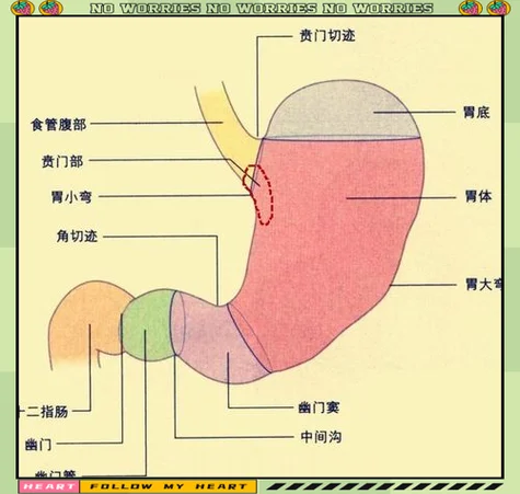 胃的上口叫什么_2