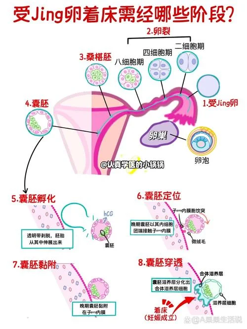 卵黄囊是什么原理_2