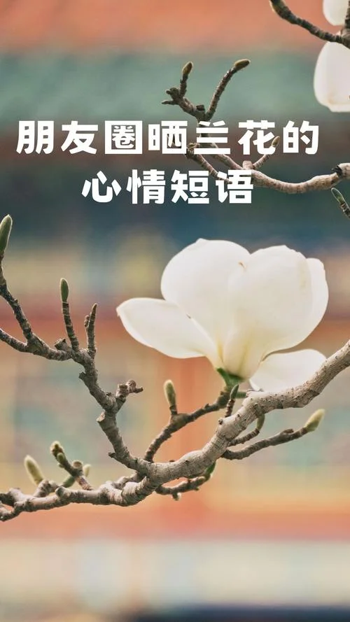 花草的说说朋友圈_2