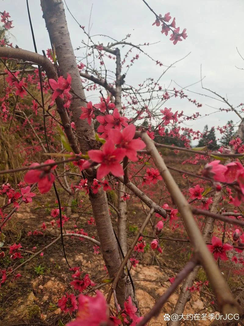 鹰嘴桃几月份开花-鹰嘴桃几月开花