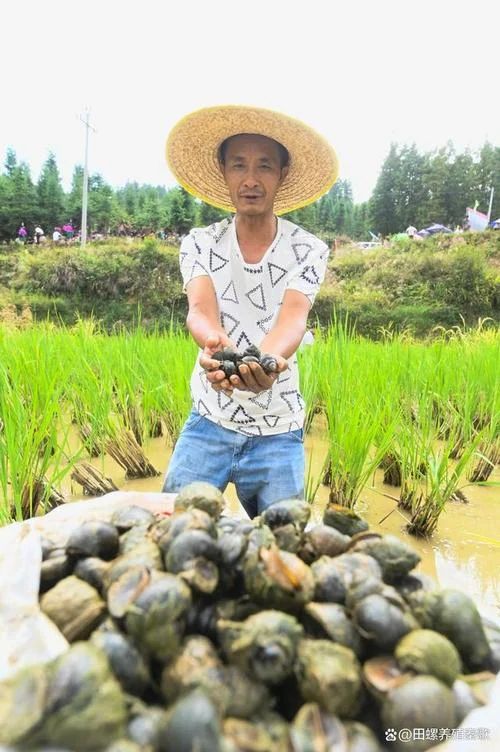养殖田螺一年一亩大慨能有多少收入_1