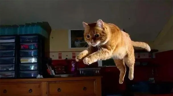 梦到养猫然后跑了_2