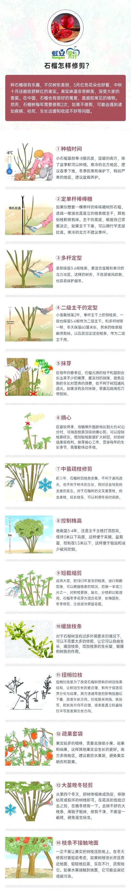石榴树几月份修剪_1