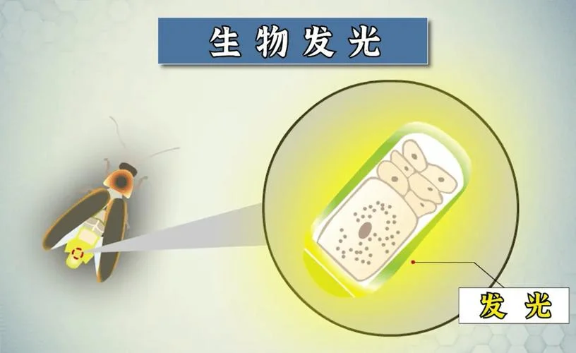 海洋动物发光原理_1