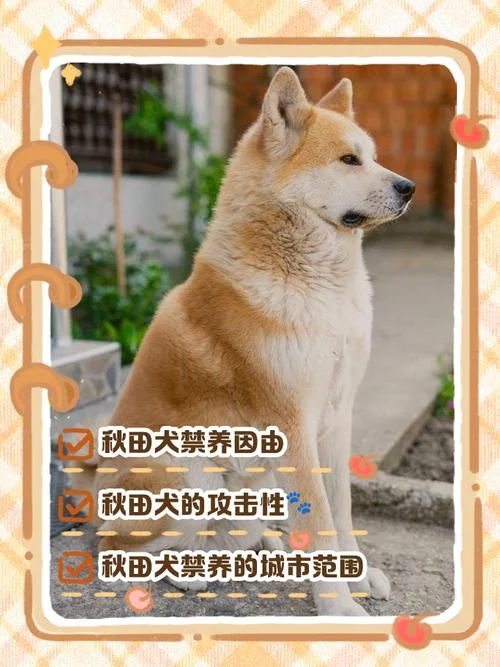 田犬是哪个国家的-田犬是哪个国家