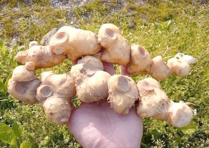 黄精种植亩投资多少_1