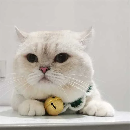 梦见打猫没打死-梦打猫未死