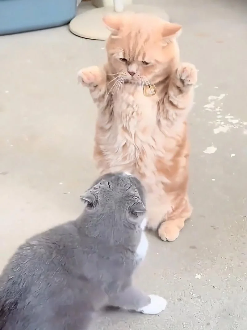 梦见跟猫互相打架_1