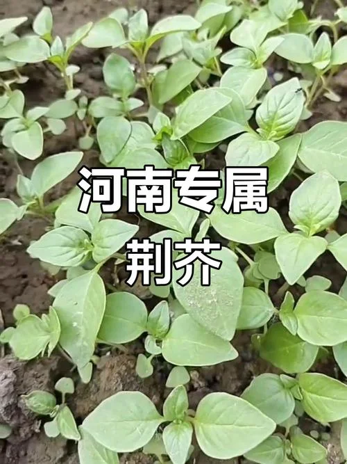 荆芥的别名叫什么_1