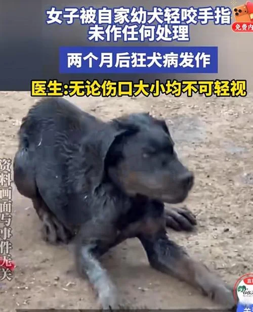 梦见自己给狗咬了肩膀-梦见给狗咬了肩