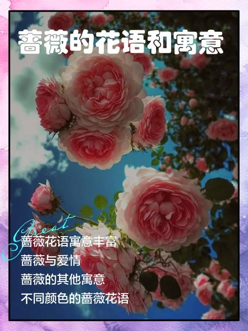 蔷薇与鸡冠花告诉我们什么道理_2