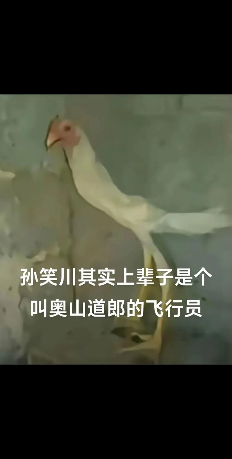 孙笑川粉丝叫什么_2