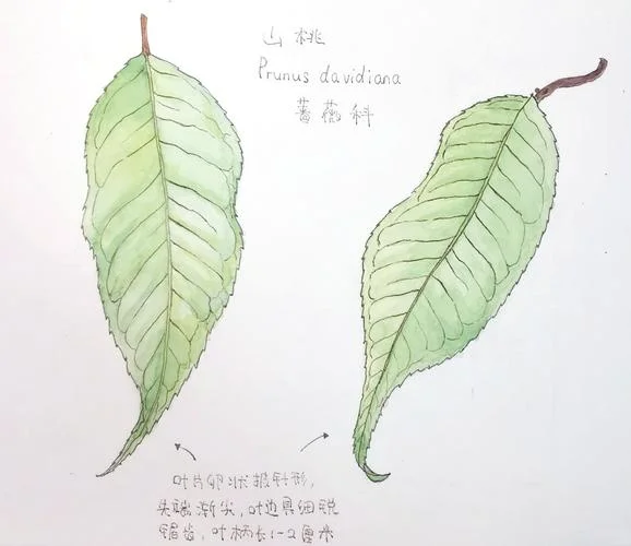 蓬莱叶简笔画_1