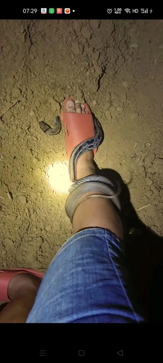 男人梦见被蛇咬脚后跟-男梦蛇咬脚后跟