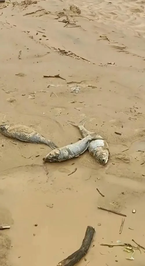 梦见受伤的鱼在水里游-梦见受伤的鱼游