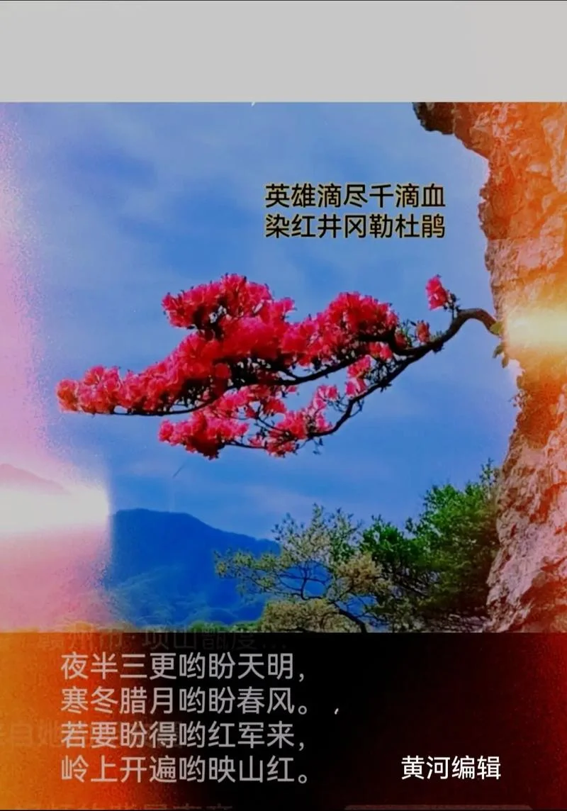杜鹃啼血的出处-杜鹃啼血出何处