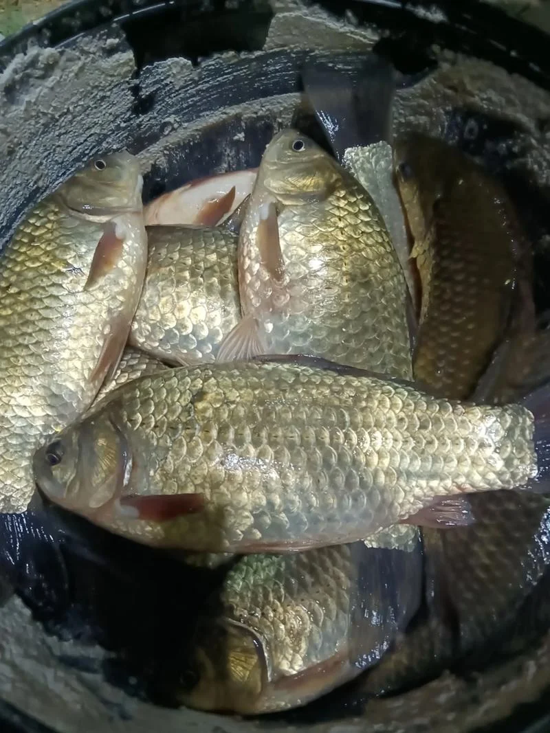 梦到抓了好多鱼是什么意思_1