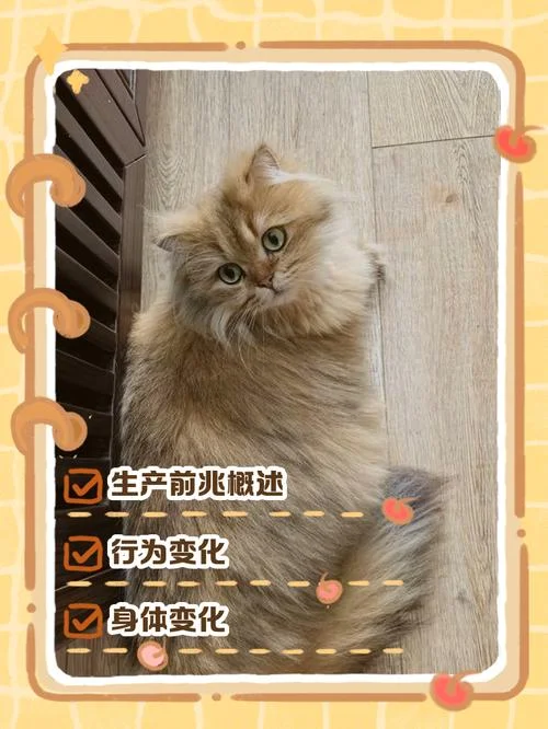 梦见猫是什么征兆-梦见猫预兆吉凶
