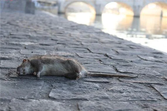 梦见老鼠死了是什么意思_2