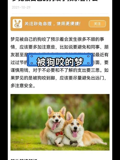 梦见小狗咬脚是什么预兆_1