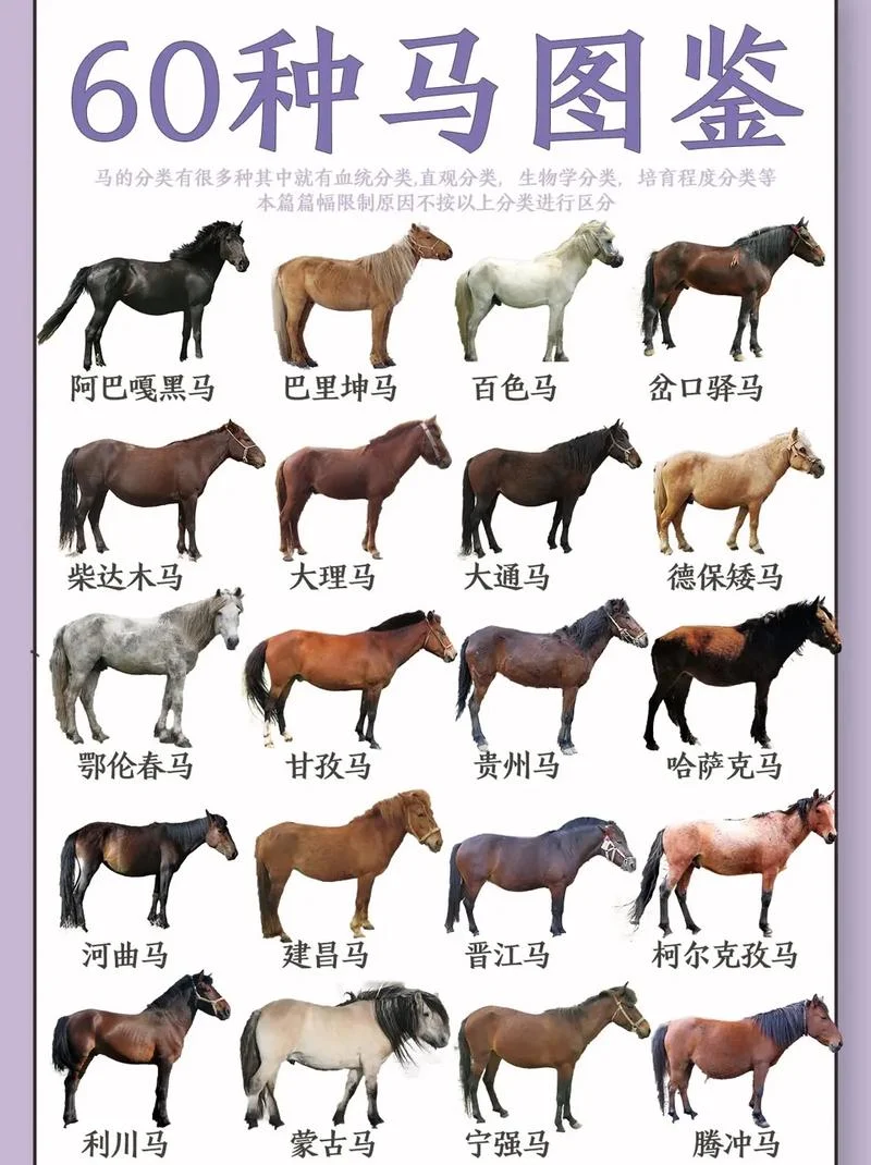 118马经历史全年彩图库-118 马经历史彩图库