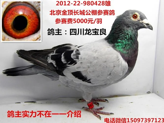 bob公棚报名费多少_1