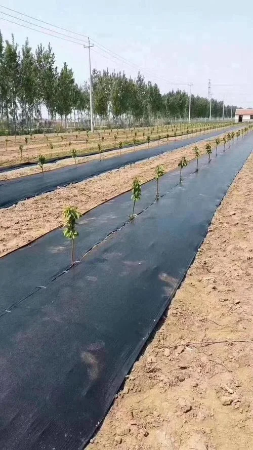 防草布多少钱一平方_2