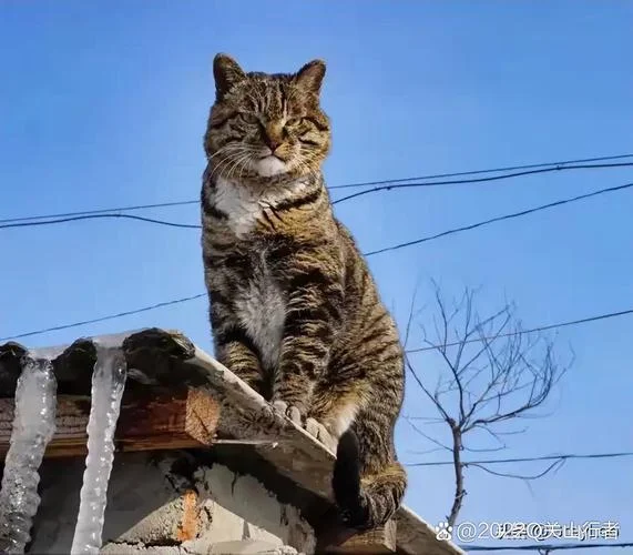 屋顶上的猫大人感悟_2