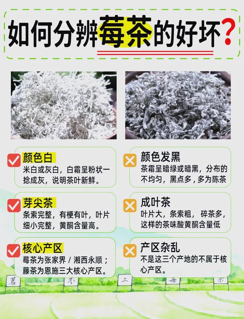 广西莓茶是治什么病的_1