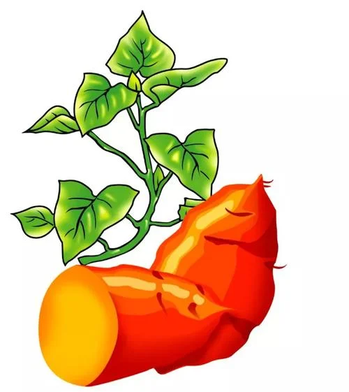 i potato you出自哪里视频_2