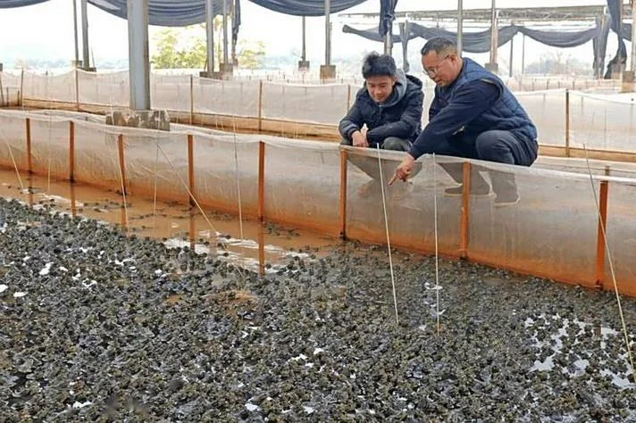 养殖青蛙一亩收入多少_1