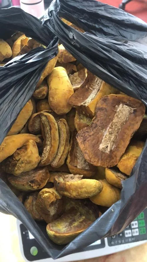 桑黄种植一亩多少钱_2