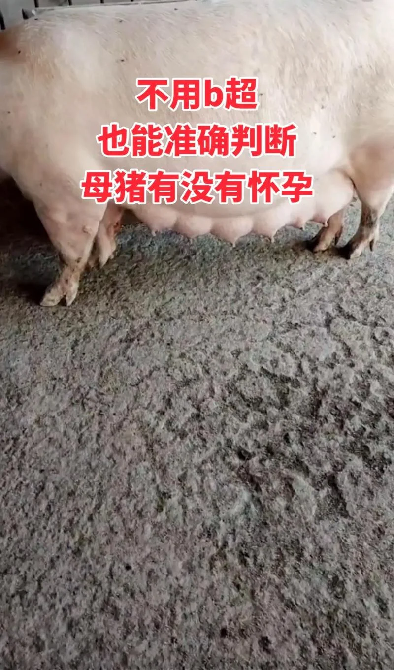 女人梦到猪是胎梦吗_1