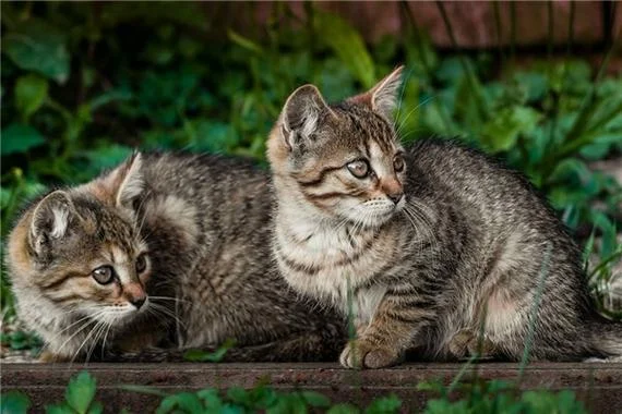 梦见好多猫是什么意思周公解梦-梦见猫多预示桃花旺
