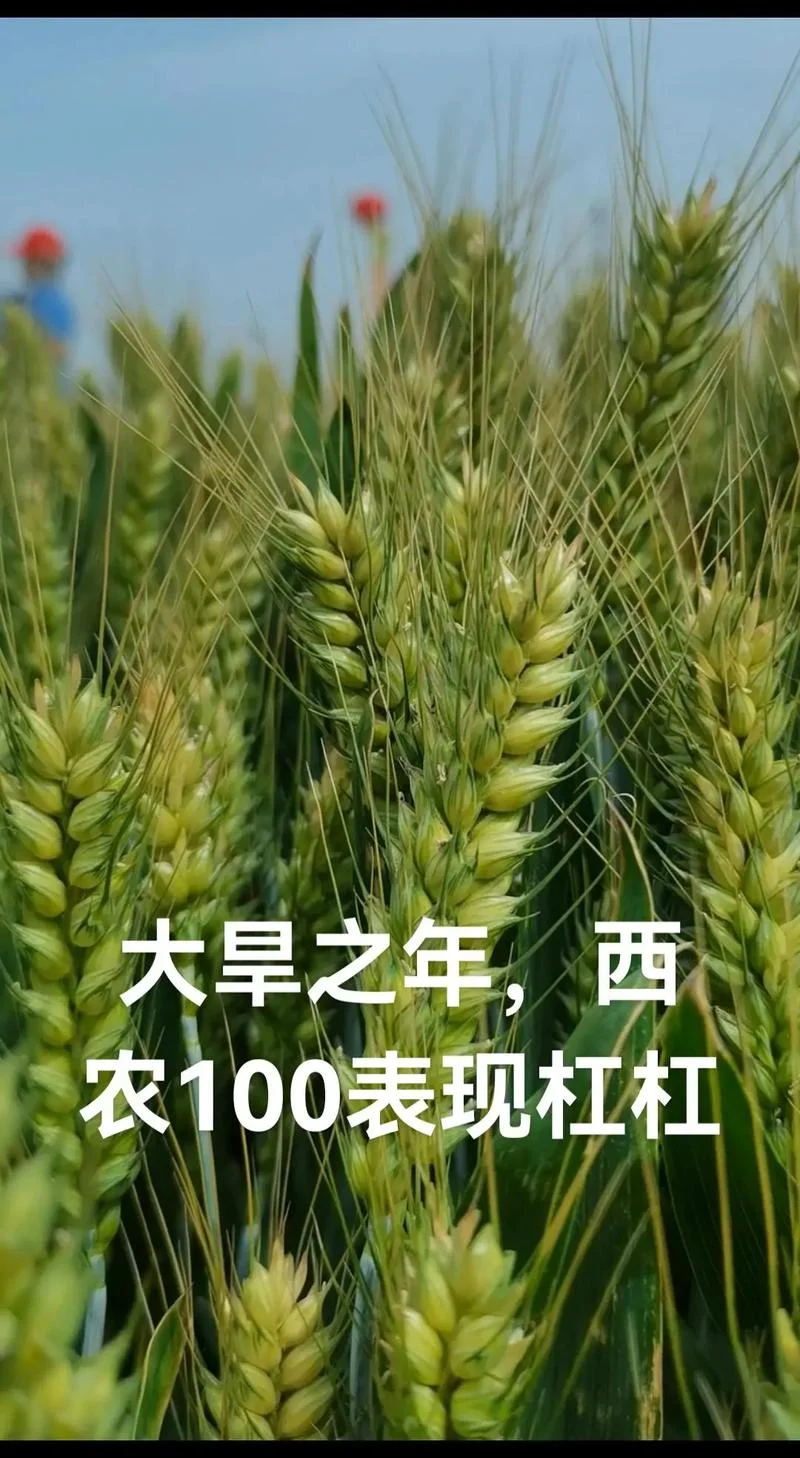 一亩能产多少小麦_1