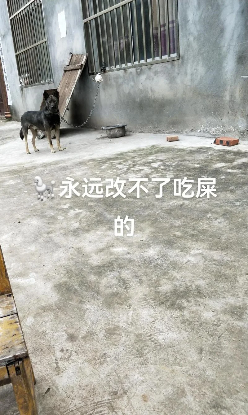 狗改不了吃屎下一句是什么_2