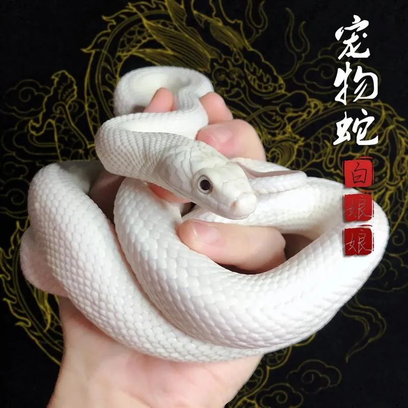 什么是大白蛇_1