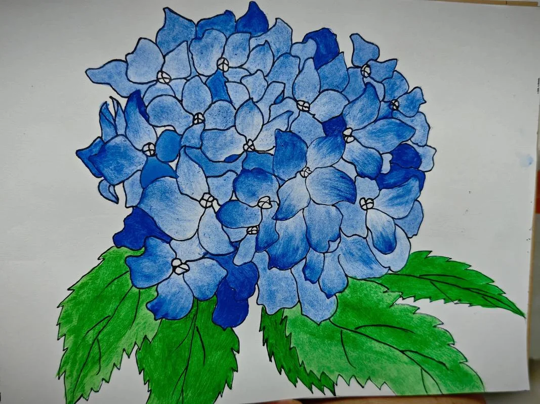 绣球花简笔画图带涂色_1